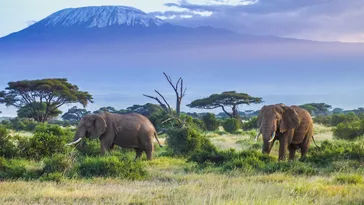 Sprachreisen nach Afrika